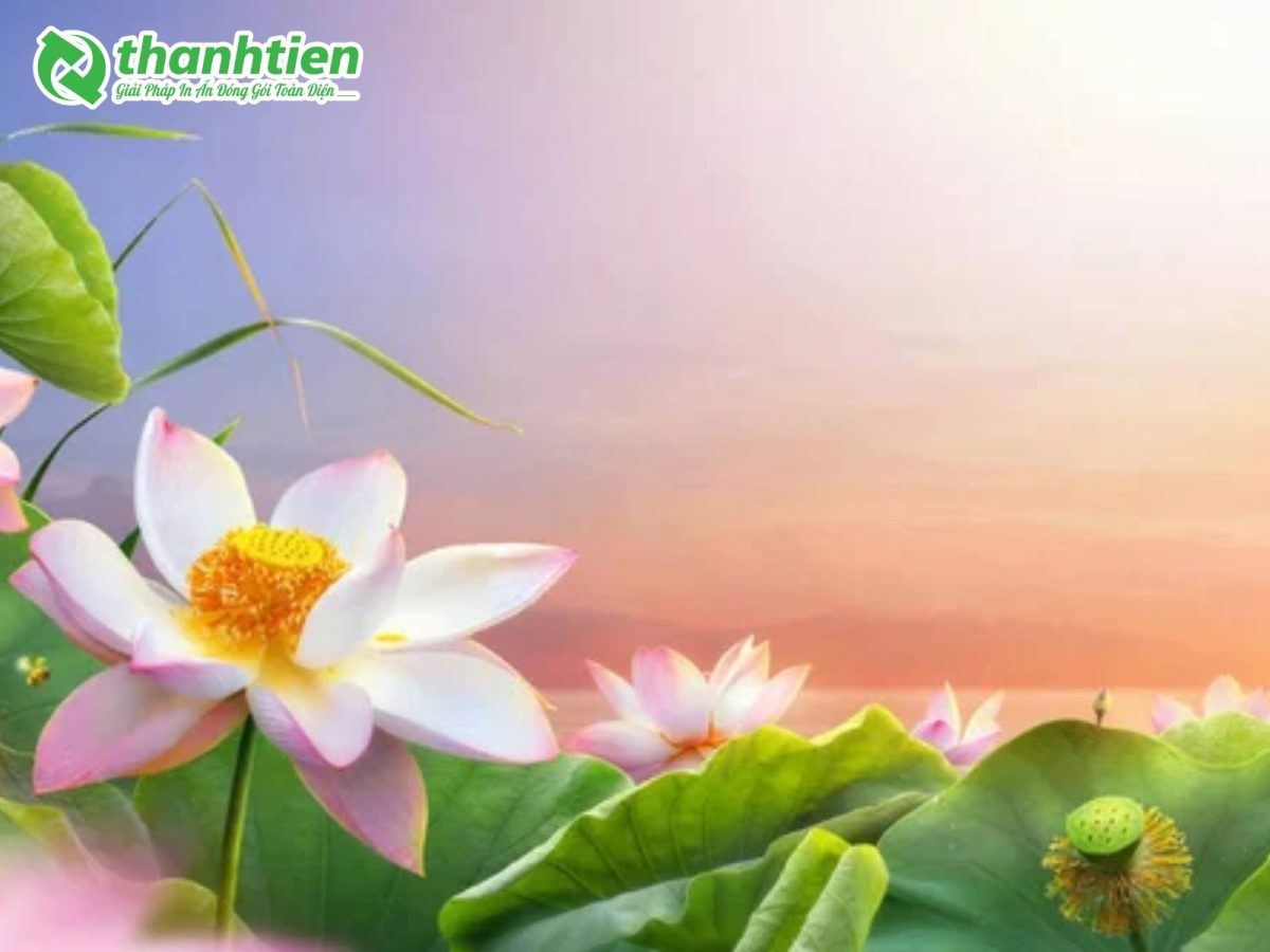 Background hoa sen nở rộ