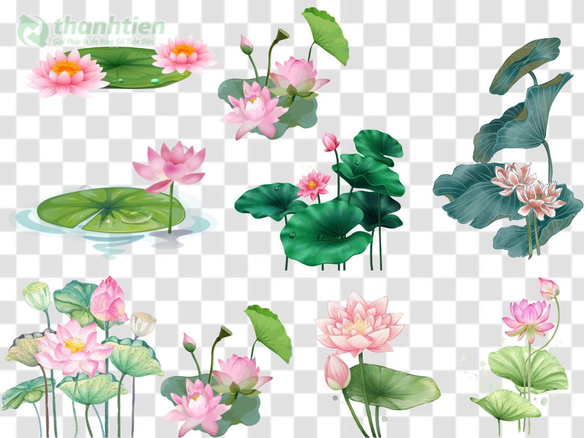 Hoa sen vector AI nền trang trí chuyên nghiệp