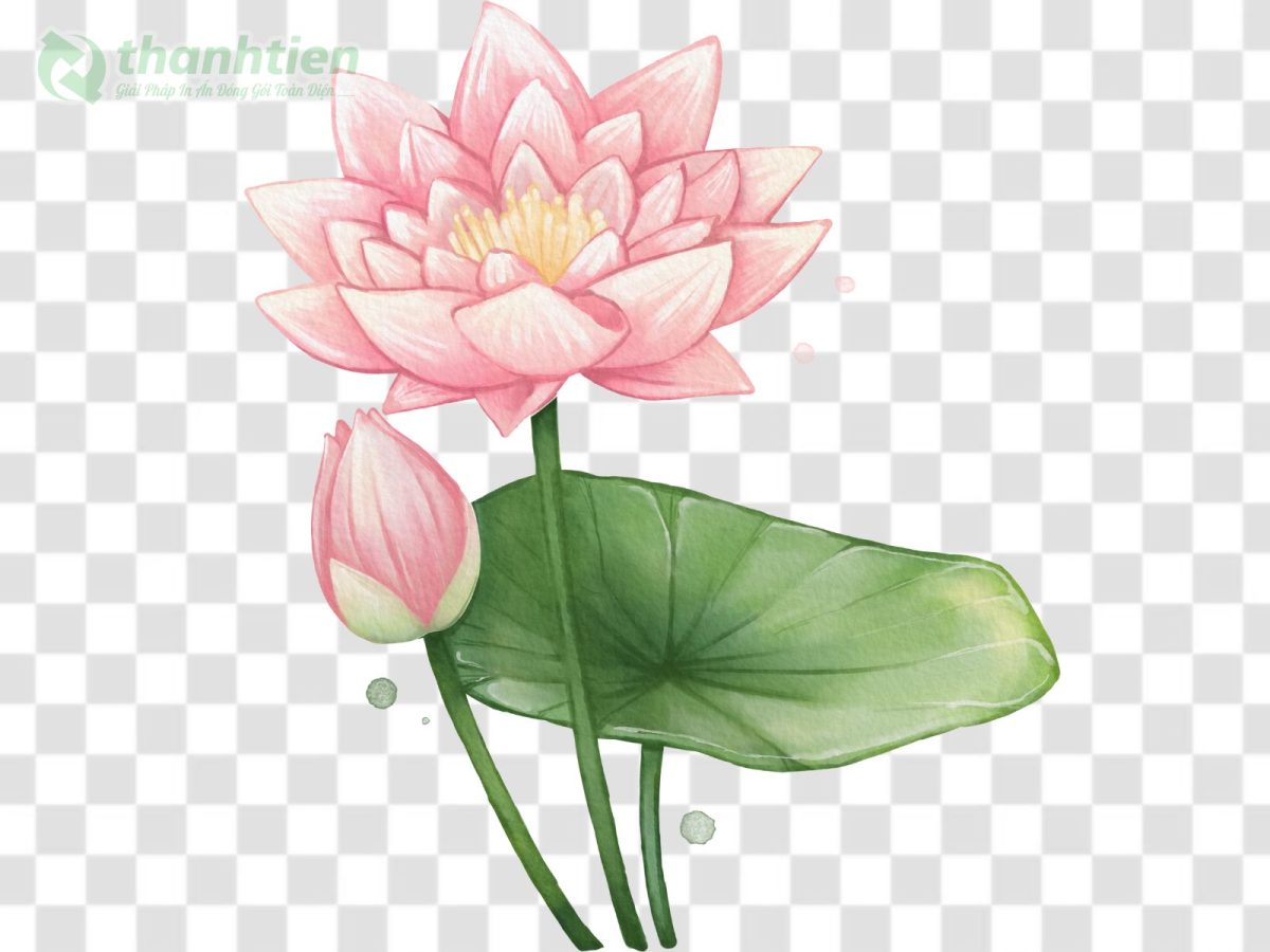 Hình nền hoa sen PNG vector màu hồng tinh tế