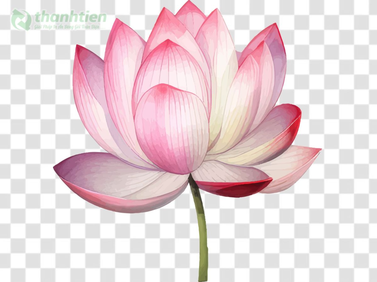 Hoa sen vector PNG chất lượng cao làm background