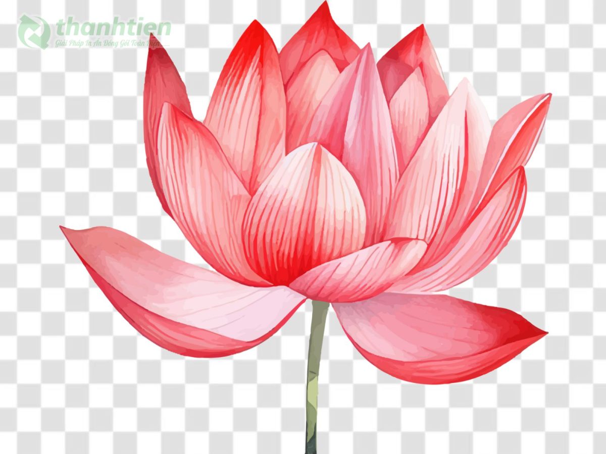 Hình nền hoa sen vector PSD thiết kế trang nhã