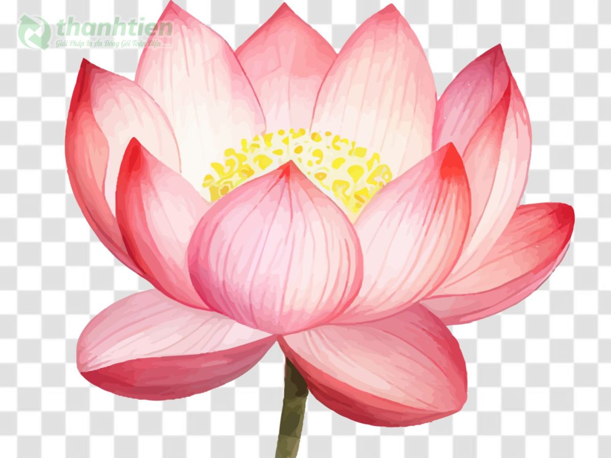 Hình nền hoa sen vector PNG sắc nét nền trong suốt