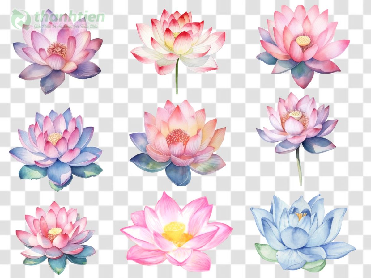 Bộ hình nền hoa sen vector PNG PSD AI đa dạng