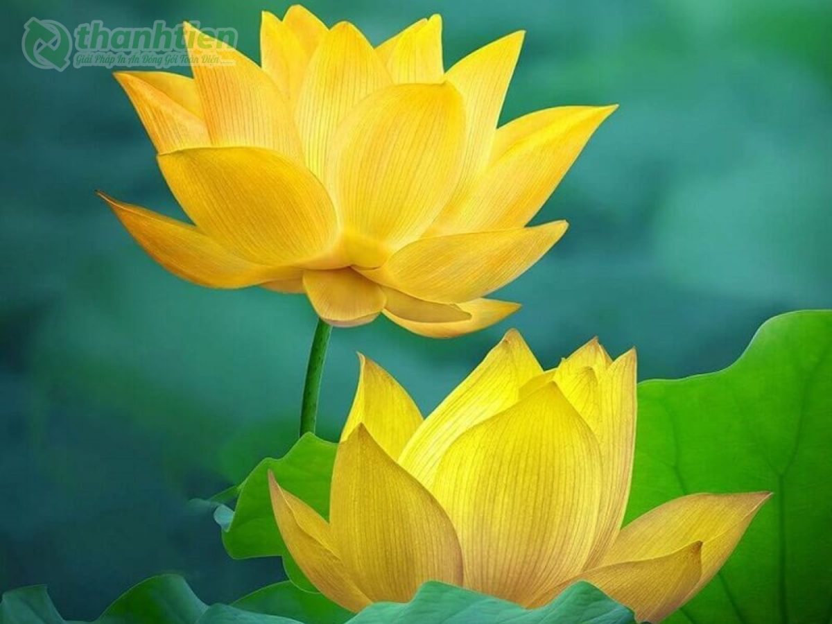 Hình nền hoa sen vàng đẹp sắc nét