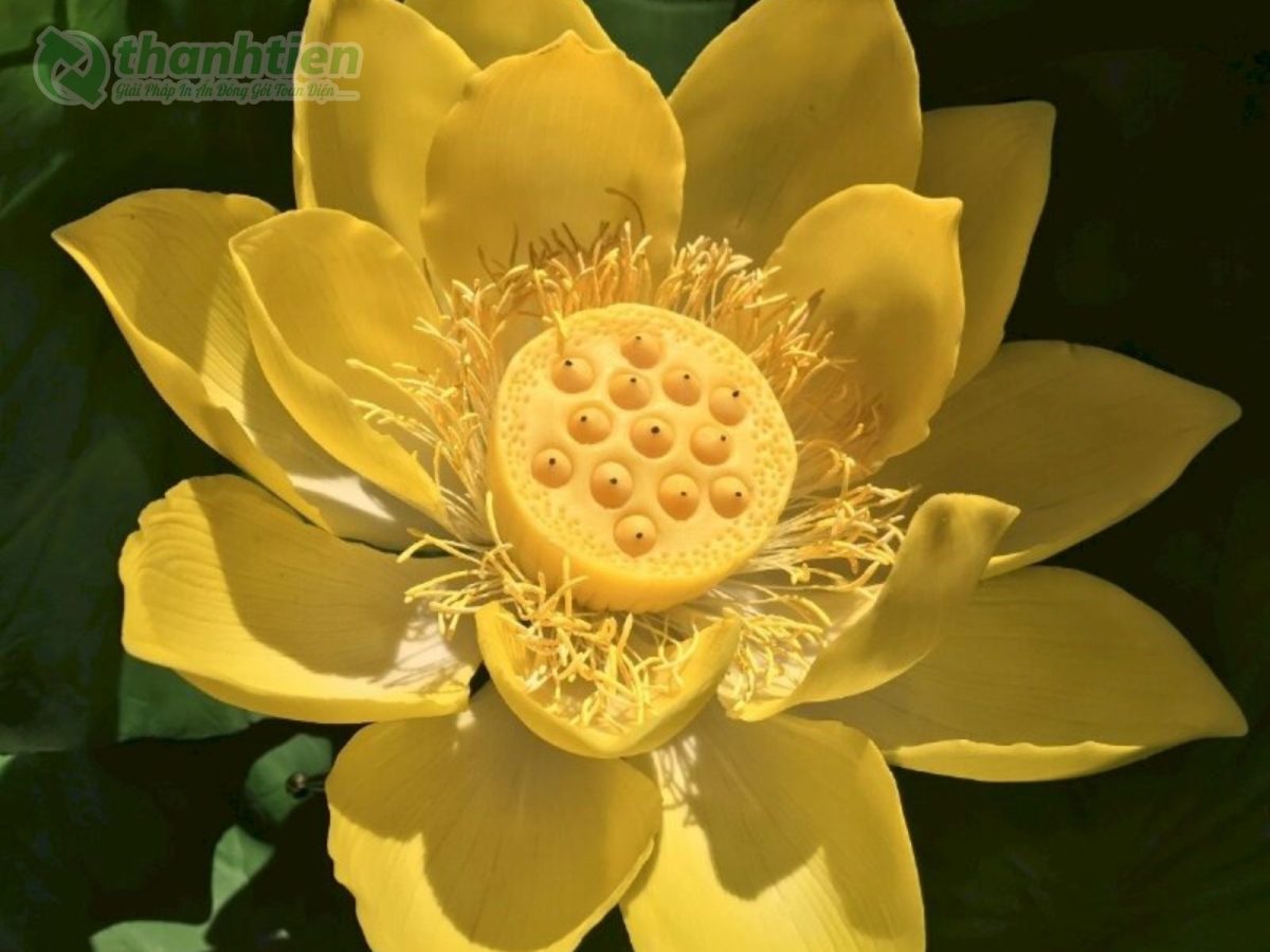 Hoa sen vàng đẹp làm hình nền