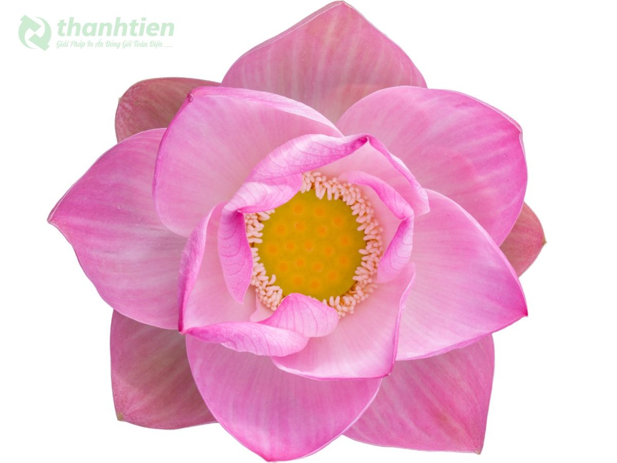 Hoa sen 4K nền ảnh chất lượng cao