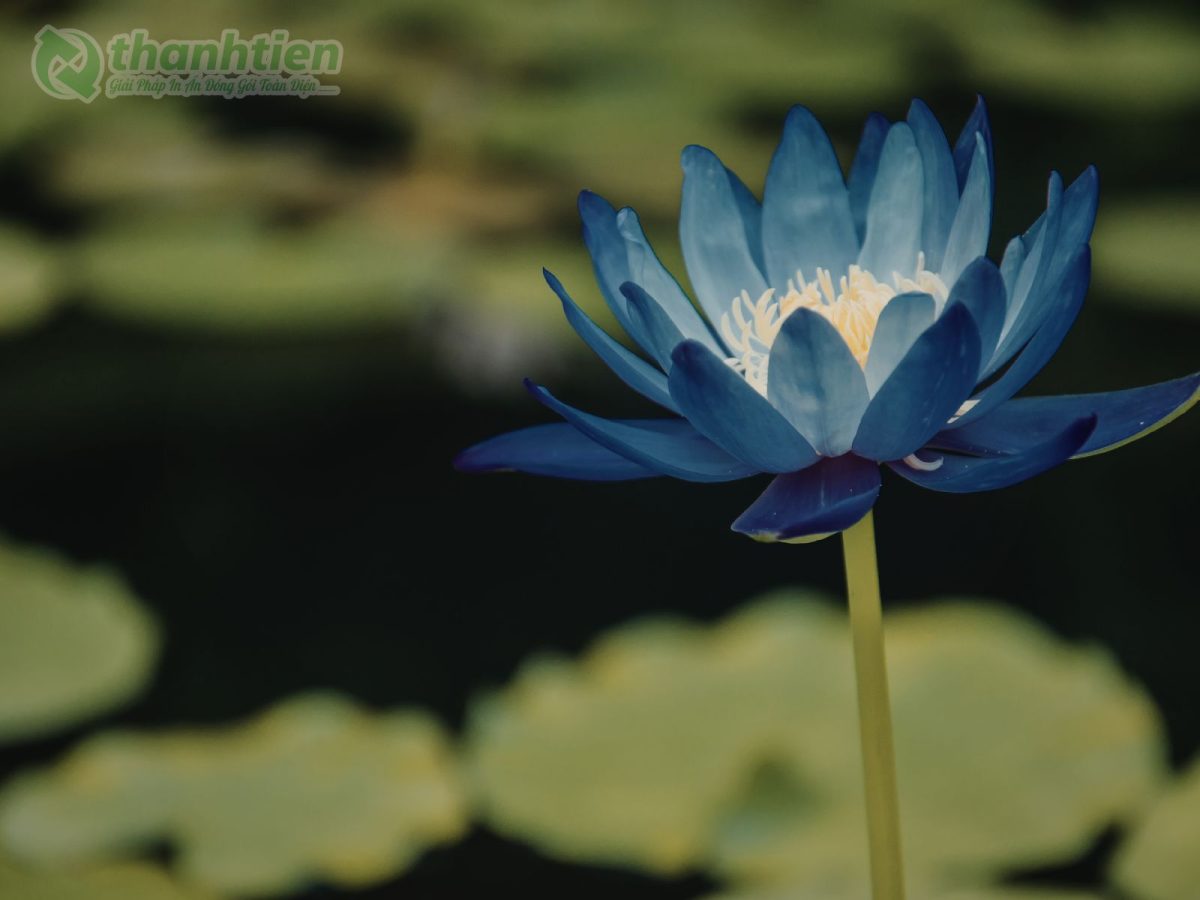 Hoa sen xanh nền ảnh nghệ thuật