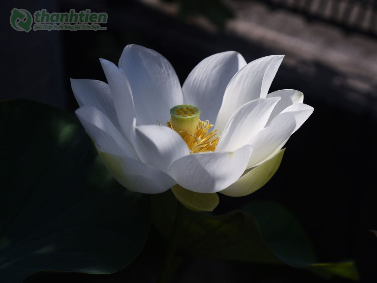 Hoa sen nở rộ nền ảnh nghệ thuật