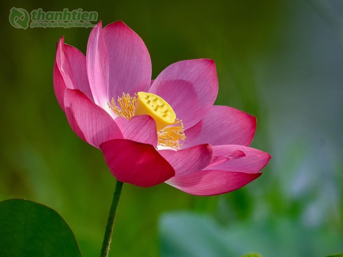 Hình nền hoa sen nở rộ đẹp sắc nét