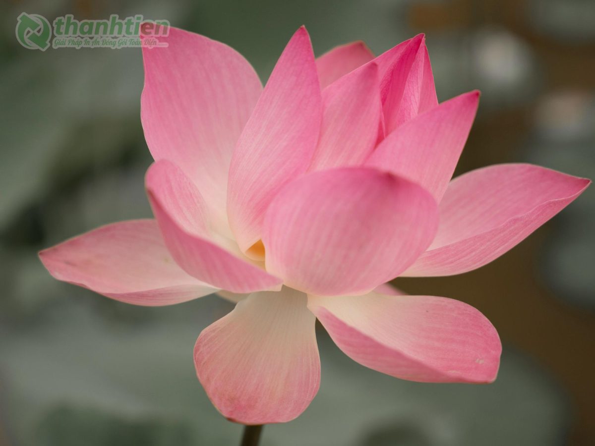 Hình nền hoa sen nở rộ chất lượng cao