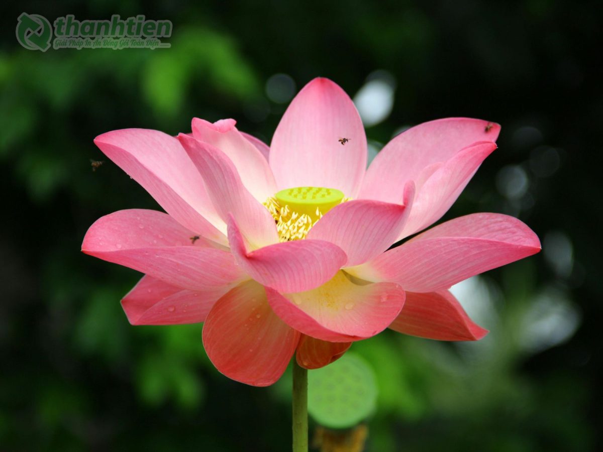 Hình nền hoa sen nở rộ đẹp tự nhiên