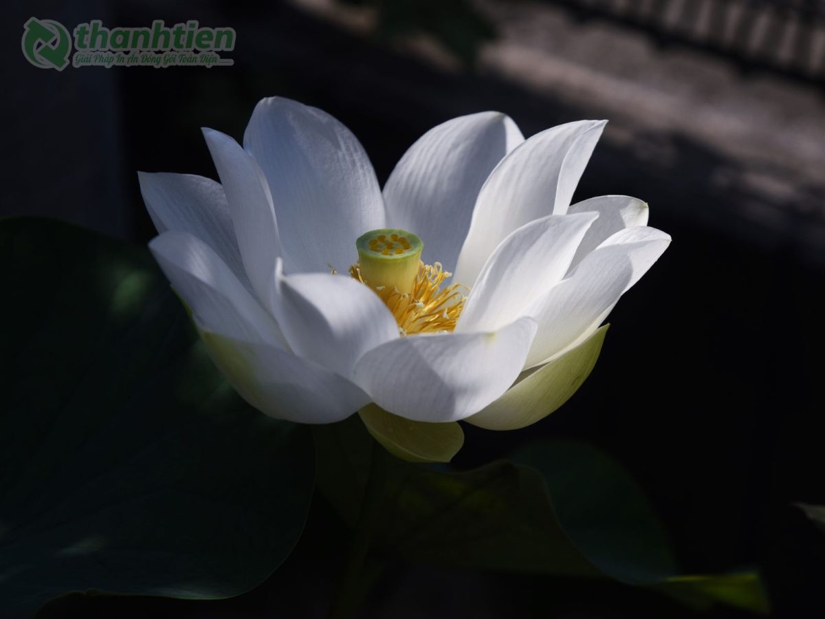 Hoa sen trắng sắc nét làm hình nền