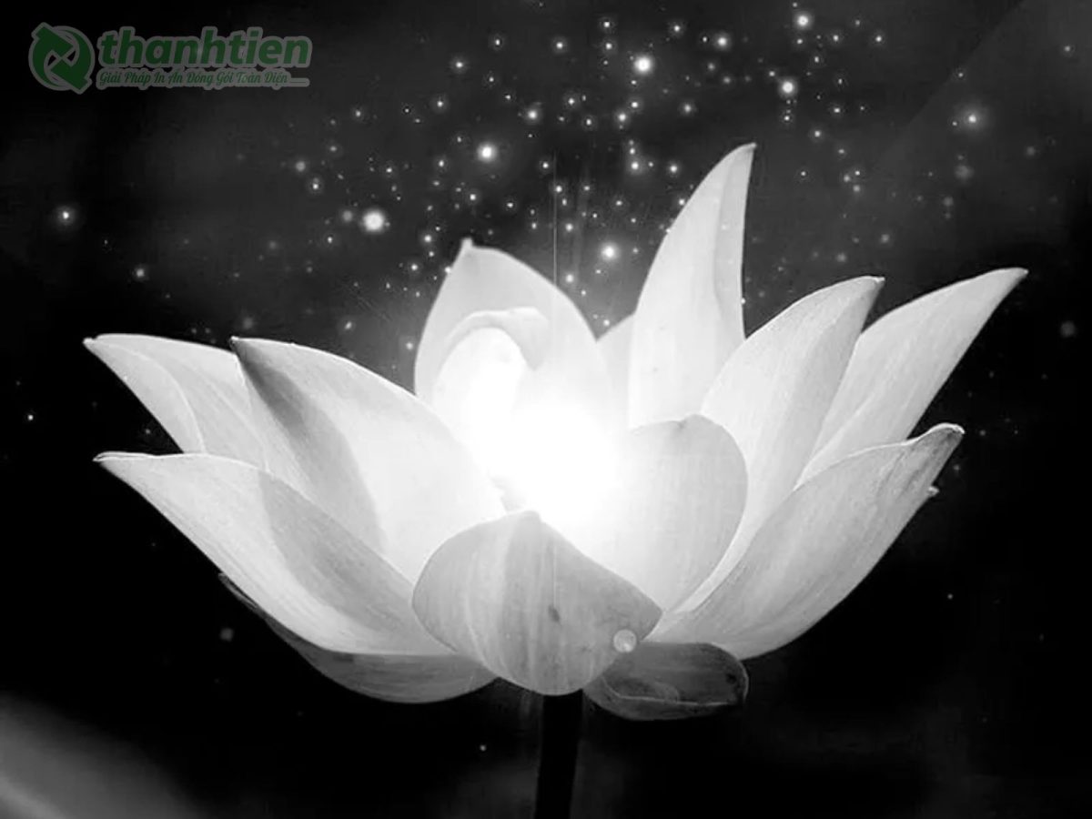 Hình nền hoa sen trắng tâm trạng trầm lắng