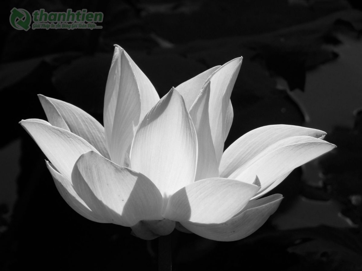 Hình nền hoa sen trắng buồn nhẹ nhàng