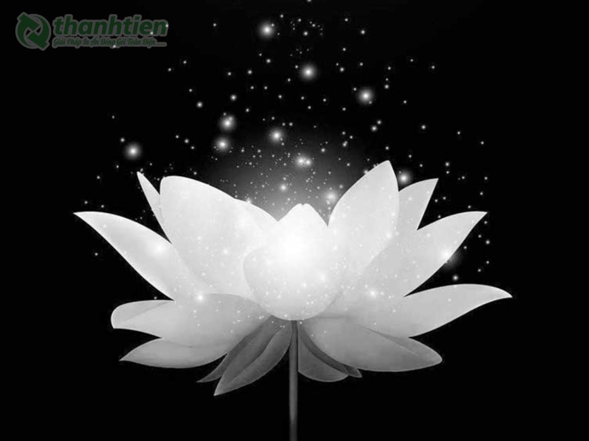Hình nền hoa sen trắng đẹp sắc nét